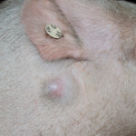 Suino, regione subauricolare.